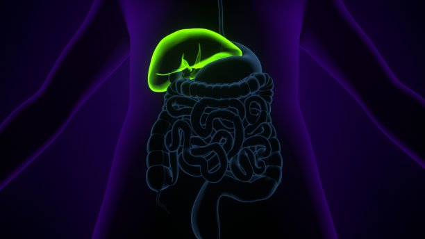 肝脏3D插图人体消化系统解剖图片下载