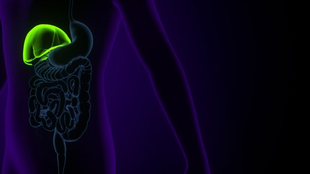 肝脏3D插图人体消化系统解剖图片下载