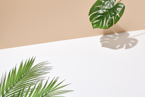 侧视图绿色热带棕榈叶。有阳光和阴影的静物生活。白色的空桌子和米黄色的墙。最小的夏季概念与怪物棕榈叶和阴影。米色背景墙。图片下载