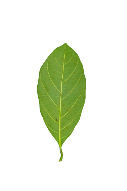 在白色背景上孤立的菠萝蜜叶。图片下载