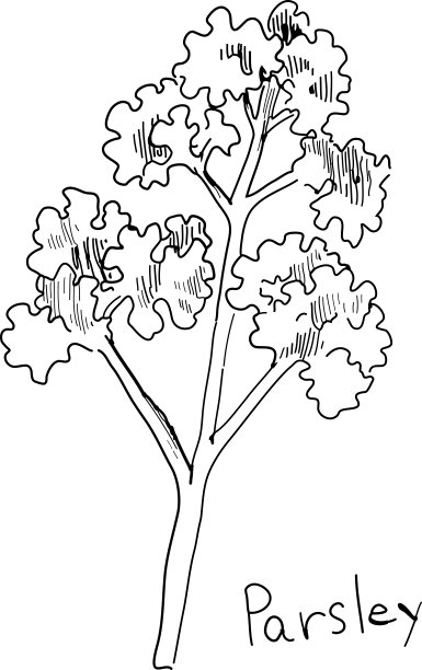 手绘的钢笔画的欧芹。图片下载