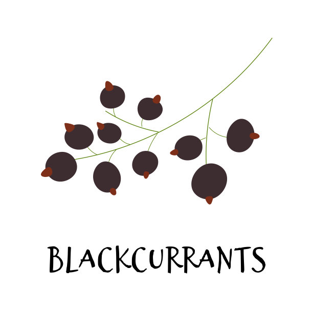 矢量插图的黑加仑在手绘平风格。图片下载