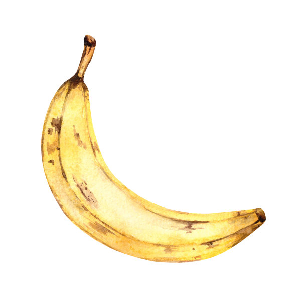 黄色香蕉，水彩插图，白色背景上的孤立元素。图片下载
