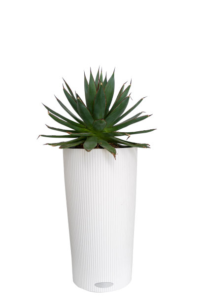 绿色室内植物肉质孤立在白色背景上图片下载