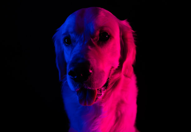 蓝色和粉色霓虹灯下的狗的肖像。金毛寻回犬的创意照片图片下载
