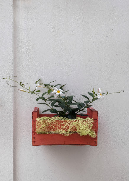 白色墙壁上有植物的装饰木箱图片下载