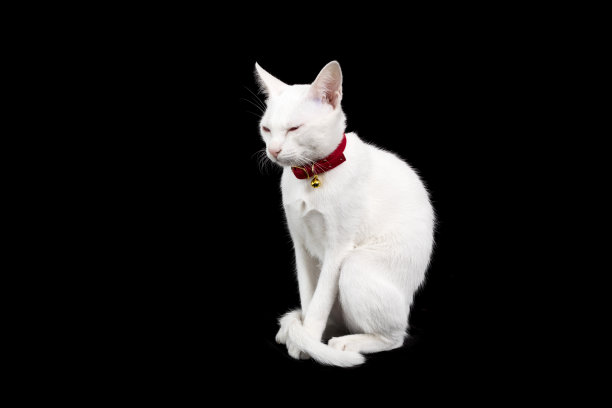 泰国白猫坐在黑色的背景。图片下载