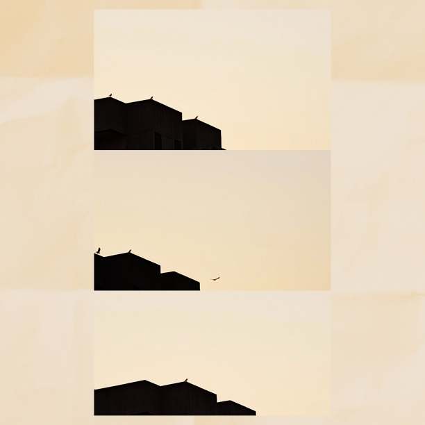 百老汇的鸟图片下载