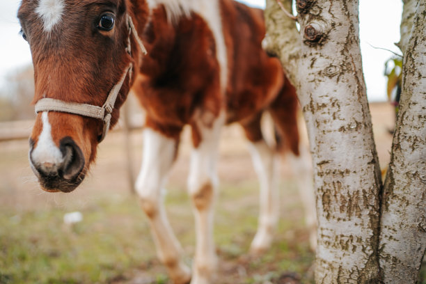 马在牧场上吃草图片下载