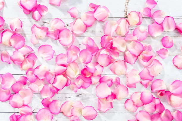 粉色玫瑰的花瓣放在白色的木质背景上。图片下载