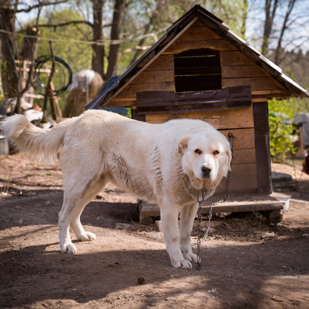一个大的白色狗看守领土的特写。狗在狗屋旁边用粗链子拴着。农业图片下载