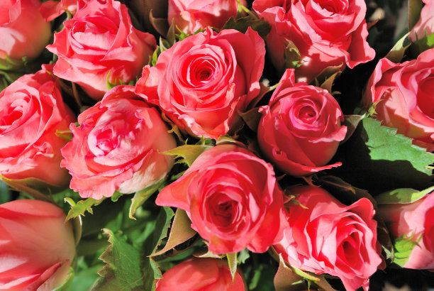 好多漂亮的玫瑰图片下载