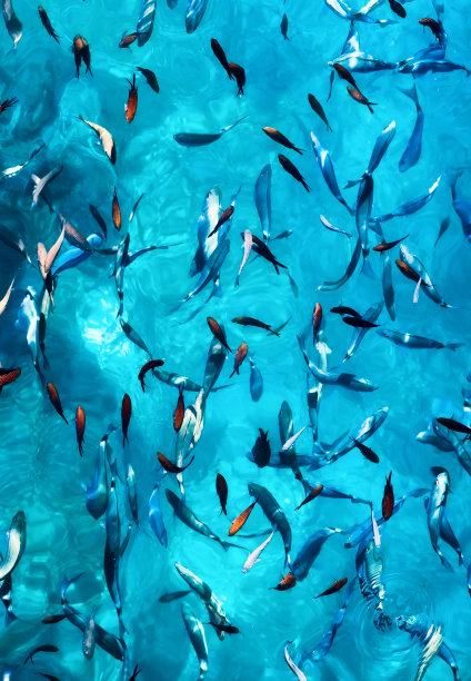 水下的鱼作为背景。蓝色透明的水与鱼群。海洋动物。鱼的学校图片。图片下载