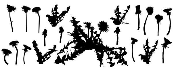 蒲公英花的剪影图片下载