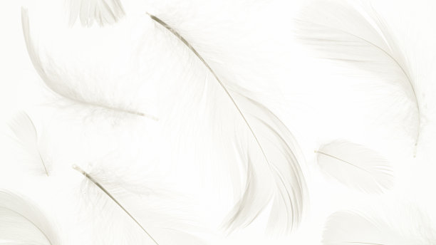 羽毛图案的概念。彩色蜡笔天使羽毛特写纹理在白色背景微距摄影，软焦点。艺术形象优雅，表现自然的脆弱。副本的空间。图片下载