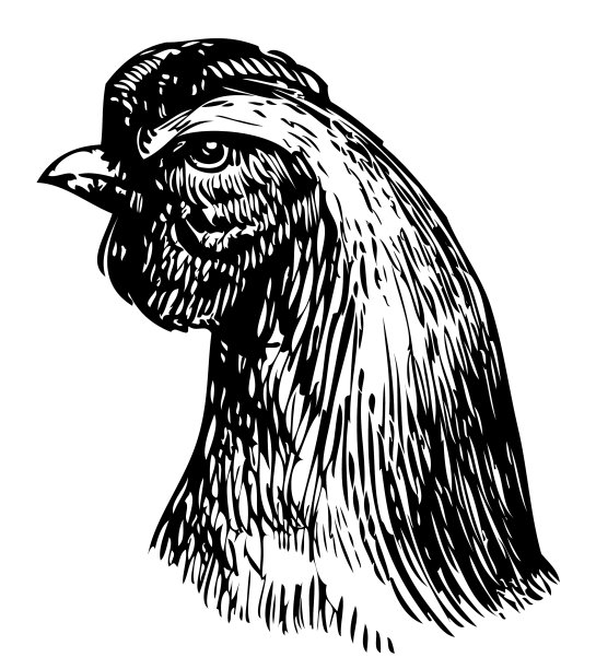 画头雏鸡图片下载