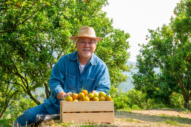 肖像快乐亚洲资深男子农民拿着一箱成熟的有机橙在橘子园图片下载