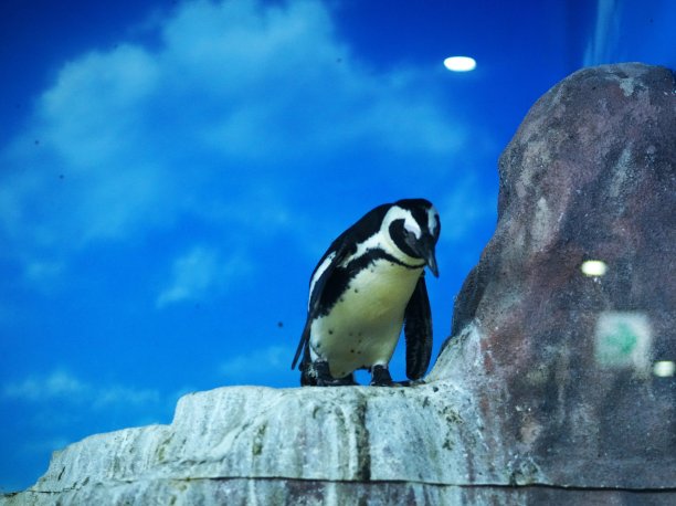 流行的非洲企鹅图片下载