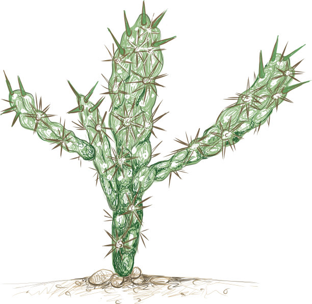 手绘素描圆柱体或chollas cac图片下载