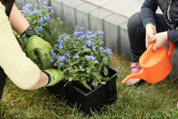 妈妈和女儿一起花时间在房前或后院种花，女孩用喷壶浇水勿忘我图片下载