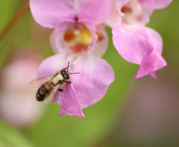 Buckfast蜜蜂图片下载