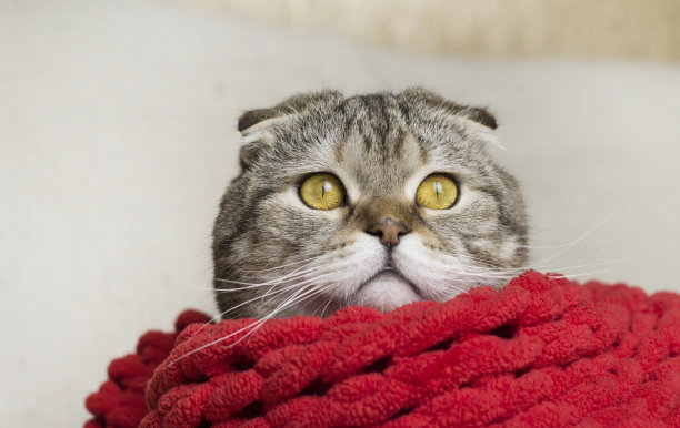 戴着红围巾的大猫。家里的宠物。一只有着大眼睛的猫。图片下载