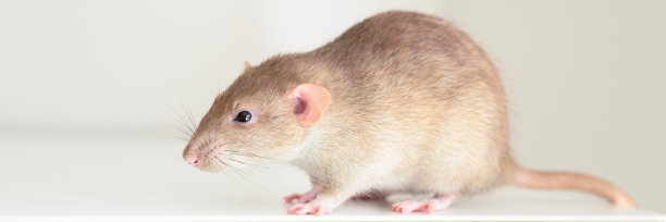 可爱的宠物毛绒绒的老鼠与棕色米色的皮毛在白色的背景。横幅图片下载