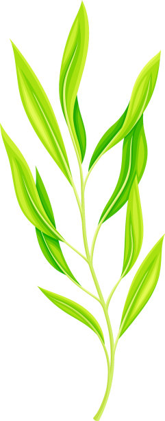 绿草茎作为野花或图片下载