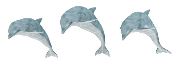 三只跳跃的海豚孤立在白色背景上图片下载