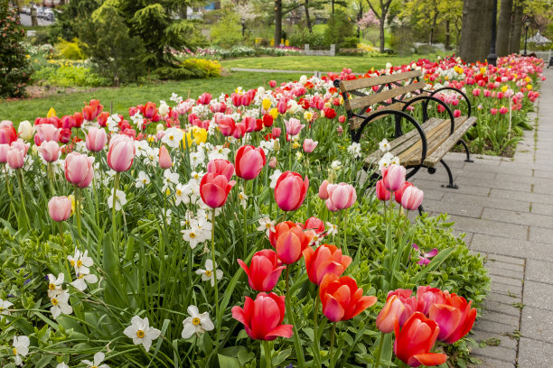 公园里的郁金香图片下载