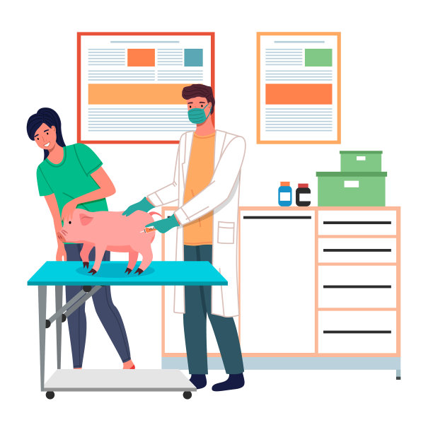 兽医用注射器给猪注射图片下载