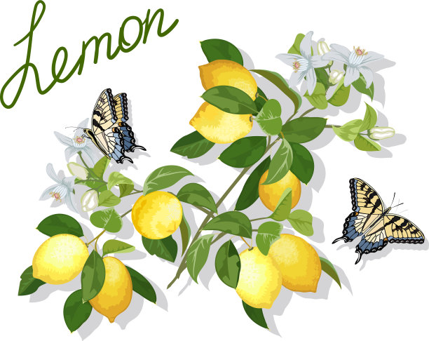 蝴蝶和柠檬图片下载