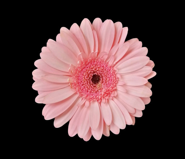 粉红色菊花孤立在黑色上。宏观的特写镜头图片下载