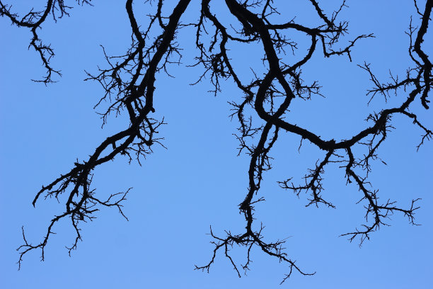 光秃秃的黑色树木的剪影映衬着蓝色的天空。树枝和树干在春、秋、冬的对比形象。树的顶部是自下而上的。图片下载