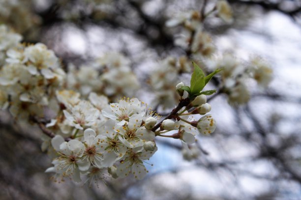 版税免费照片-奇妙的花的背景-精致的梅花出现在一个阳光明媚的春天的一天-美丽的花艺网站，镜框版画，博客，或一个有效的广告元素为您的下一个媒体项目-春天的奇迹图片下载