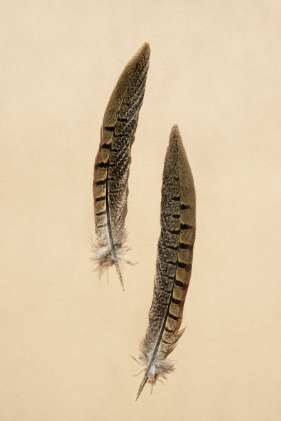 波西米亚风格，米色背景上的雉鸡羽毛，用于设计和装饰。平的。垂直的图像。图片下载