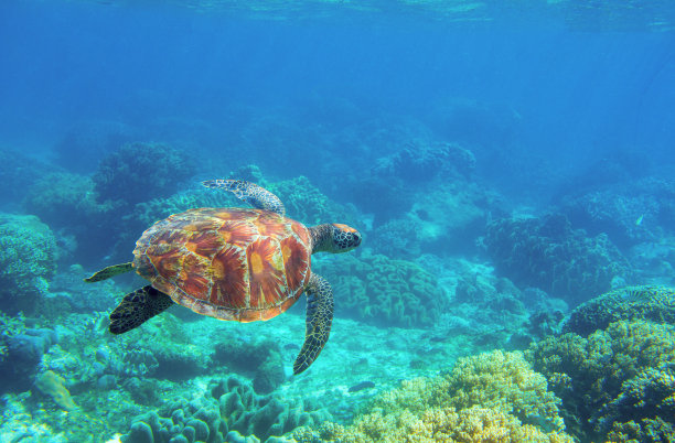 野生海龟照片。热带海岸潜水旗帜模板。暑假旅游卡。自然环境中的海洋动物。在珊瑚礁下的橄榄绿海龟。海洋自然图片下载