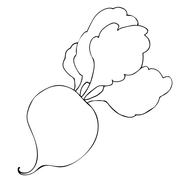 根或甜菜根的轮廓，有叶子的蔬菜。手工线条艺术。矢量插图。夏季图片下载