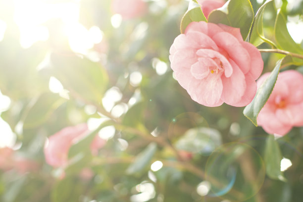 花和复制空间图片下载