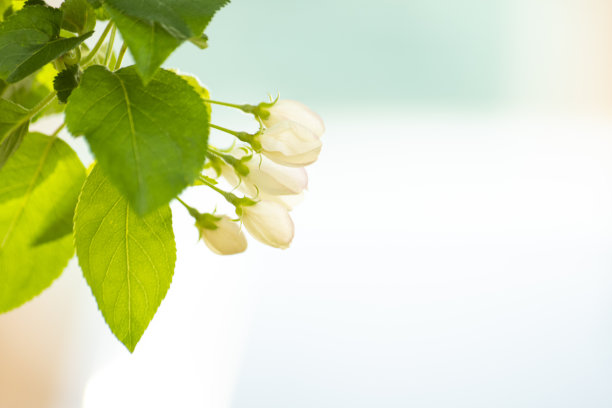 花和复制空间图片下载