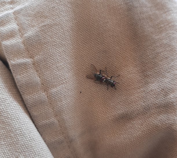 苍蝇的土地图片下载