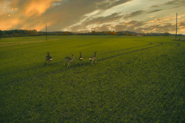 斯德哥尔摩埃克罗-秋天田野的鸟瞰图20-09-01。高质量的照片图片下载