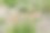 路边盛开的长脑袋罂粟。图片下载