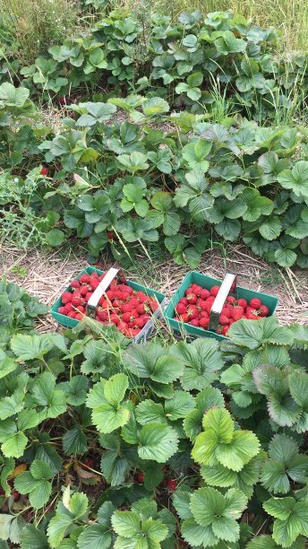 田里一篮一篮的草莓图片下载