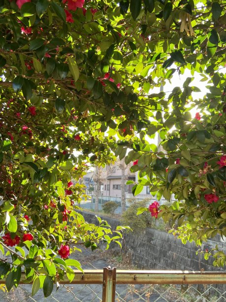 美丽的落叶，飘香的花朵图片下载