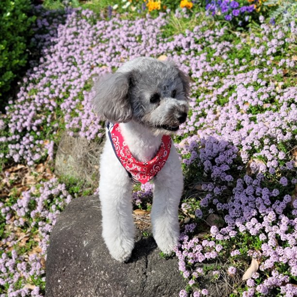 玩具贵宾犬灰色图片下载