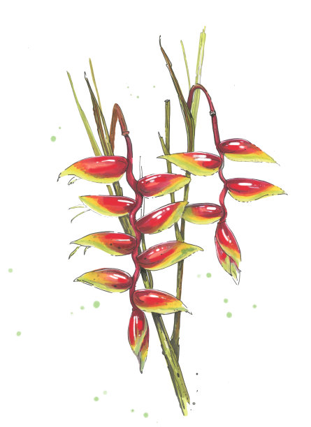 美丽的向日葵花在白色的背景手绘插图。图片下载