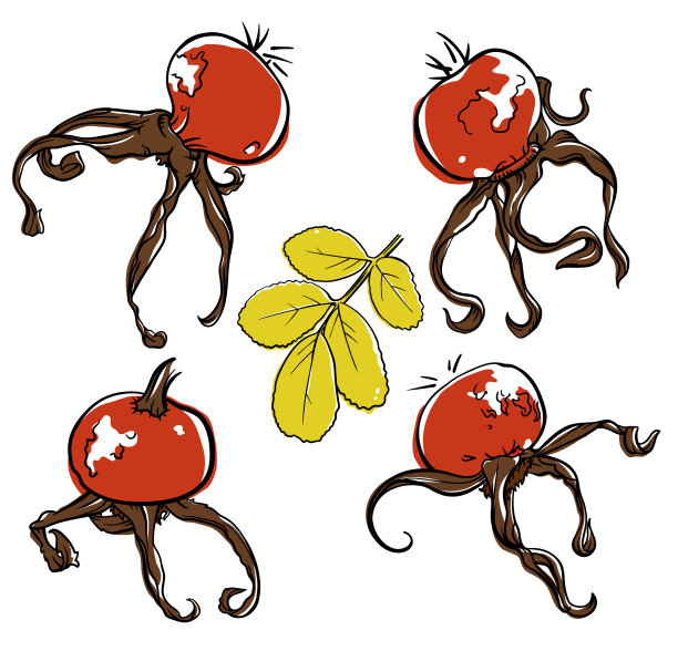 手绘的野蔷薇果素描图片下载