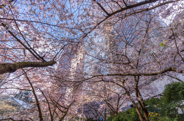 加拿大温哥华布拉德车站盛开的樱花图片下载