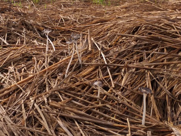 蘑菇生长在稻田里的干稻草上图片下载